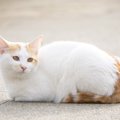 猫が『前足をしまって座る』ときの気持ち3選