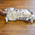 猫が日常的に見せる『ジェスチャー』4選　行動から読み取れる心理や受…