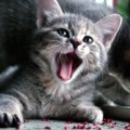 猫がはしゃいでる時はどんな仕草をする？8つの特徴をご紹介します♪