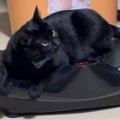 猫が『ブルブルマシン』の上でおしゃべりし始めた結果…まさかの光景に『20…