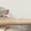 ハンモックの上で気持ちよさそうに眠っていたネコ…思わず笑ってしまう…