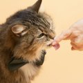 猫の危険な『人間に感染する病気』5種