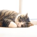 『孤独を感じやすい猫』に共通すること5つ！寂しさをケアする方法とは？