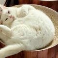 猫の飼い主が思う『買って良かったアイテム』5つ！