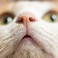 オス猫・メス猫は『顔』で見分けられる！性別を見た目で判別する4つの…