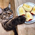 飼い主さんを困らせる愛猫の『ワガママなおねだり』3つ　やんわりと断…