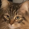 じーっと見つめてきた大型猫…まるで人間のような『まさかの光景』に「真夜…