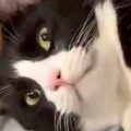 『羨ましいやろ？』と言わんばかりの猫→周りには2匹の猫がいて…まさかの光…