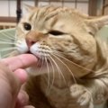 またたびで酔っぱらって高速パンチしちゃう猫さん！