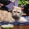 ポカポカ♡お庭で猫ちゃんのブラッシング