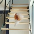 階段を上がって『パパを起こしに行く猫』→部屋の前に到着すると…尊すぎる…