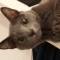 帰宅したら、棚の上にいた猫→『床』を見ると…泣きたくなる『まさかの光景…