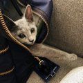 猫のキャリーバッグの種類と選び方のポイント