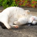 猫が『例えられがちなもの』6つ　思わず納得するさまざまなパターンをご紹介