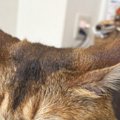耳を横に伸ばして『不満そうにしていた猫』→足元には……可愛すぎる行動…
