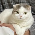 猫が飼い主に寄り添っているときの気持ち３つ