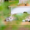 猫が『心を閉ざしてしまった』ときに考えられる原因3つ　信頼を取り戻…