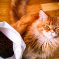 猫フードの正しい保存法　ドライ、ウェット、おやつ…新鮮さをキープす…