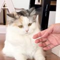 猫が『なついているか？』診断してみた結果…予想もしていなかった『衝…