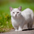 大きくならない猫の種類とは？おすすめの小型種５選