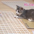 これは便利！子猫用のケージは100均のワイヤーネットで作れる♪