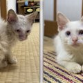 まるで別の猫みたい！保護から12日経過した子猫の姿に「美猫すぎる」…