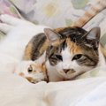 「運命のいたずら」で再びめぐり合えた母子猫は、やさしい家族と幸せをつ…