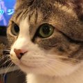 猫に『おさかな食べる？』と聞いてみた結果…『可愛すぎる反応』と素敵…