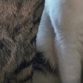 激しくケンカをしていた2匹の猫→飼い主が止めに入った結果…まさかの表…