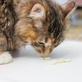 愛猫に上手に『お薬』を飲ませるためのコツとは？タイプ別に解説