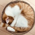 猫の毛色別でわかる『性格の特徴』4選