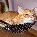 猫ハンモックおすすめ9選！ハンモック選びのポイントや手作りの仕方も…