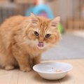 猫に「ご飯をあげるタイミング」とは？気を付けるべき4つのポイント