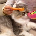 女の子が猫と『おままごと』→ご飯をあげるフリをした結果…まさかの反応が…