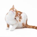 猫の体から出る『白い粉』の正体とは？考えられる3つの原因　病気のサイン…