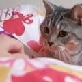 布団に入ると、『甘えん坊の猫』がやってきて…たまらなく可愛い『悶絶…