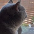 窓の外を平然と眺める猫→『おてて』に注目すると…思わず笑ってしまう…