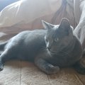 ゴミ置き場で出会った猫と家族になるまで
