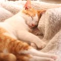 猫が眠る位置や姿で分かる飼い主への信頼度