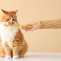 猫の『歯磨き』を怠ったときのリスク5選　病気につながる可能性から習慣化…