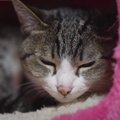 ホントに夜行性？猫ちゃんたちの夜と昼、リアルな日常