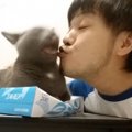 『ティッシュを潰す凶暴な猫』にキスしてみた結果…あまりの攻撃力に面…