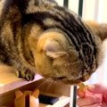 ４歳の誕生日を迎えたネコ→マグロのおやつをあげようとしたら…パパに降り…