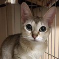 『猫見知り』な猫っているの？