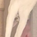 猫と一緒に暮らし始めて２年…飼い主さんが初めて見た『衝撃のくつろぎ…
