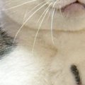 ママに両手で抱えられ、完全に脱力しきった様子の猫→『表情』を見ると…ま…