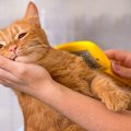 猫を飼ったら必要！知っておきたい『お手入れ』3つ