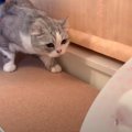 『誰だ…！知らない猫さんか！？』エリザベスカラーをつけた弟猫くんに…