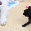 赤ちゃん猫が『大型犬を見た』結果…『毛の変化』が可愛すぎると18万10…