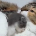 近づいてきた『新入り子猫』に……先住猫が見せた『想像以上のリアクション…